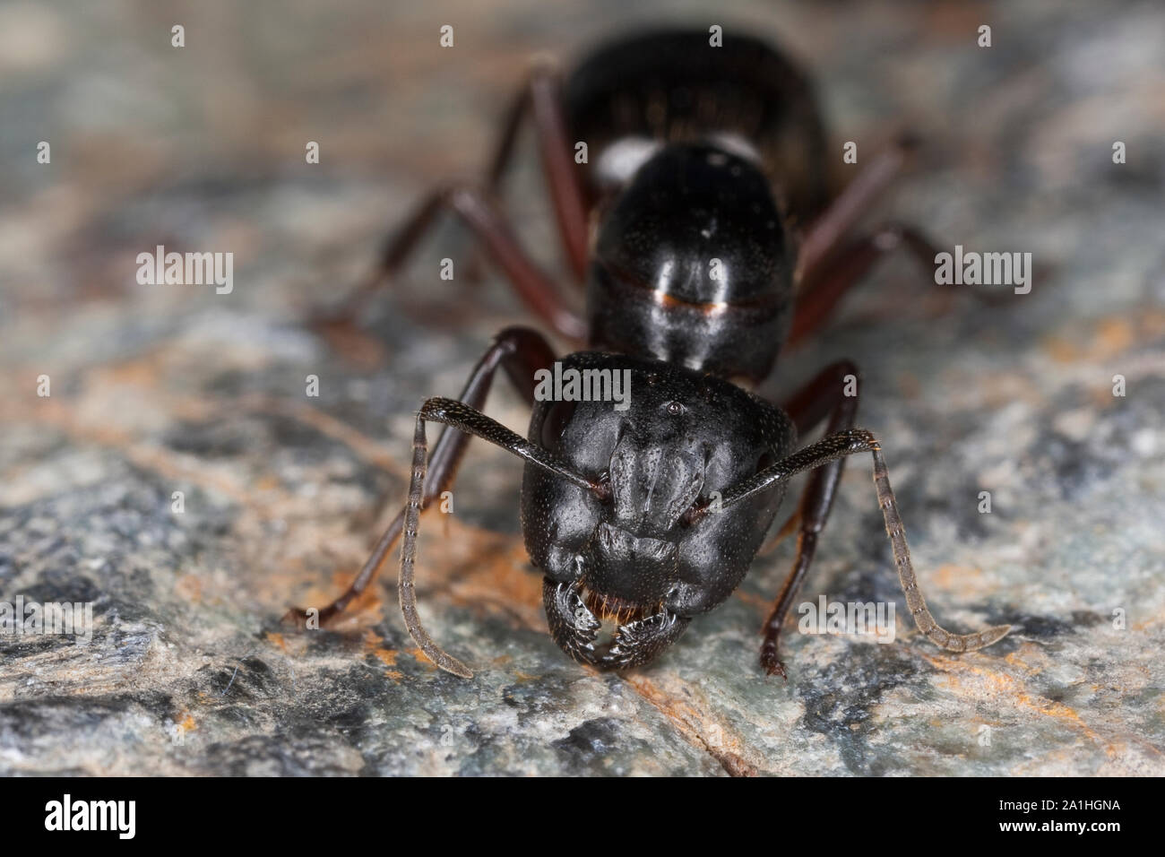 Braunschwarze Rossameise, Riesenameise, Holzzerstörende Rossameise, Königin, Ross-Ameise, Riesen-Ameise, Roßameise, Camponotus ligniperdus, Camponotus Foto Stock