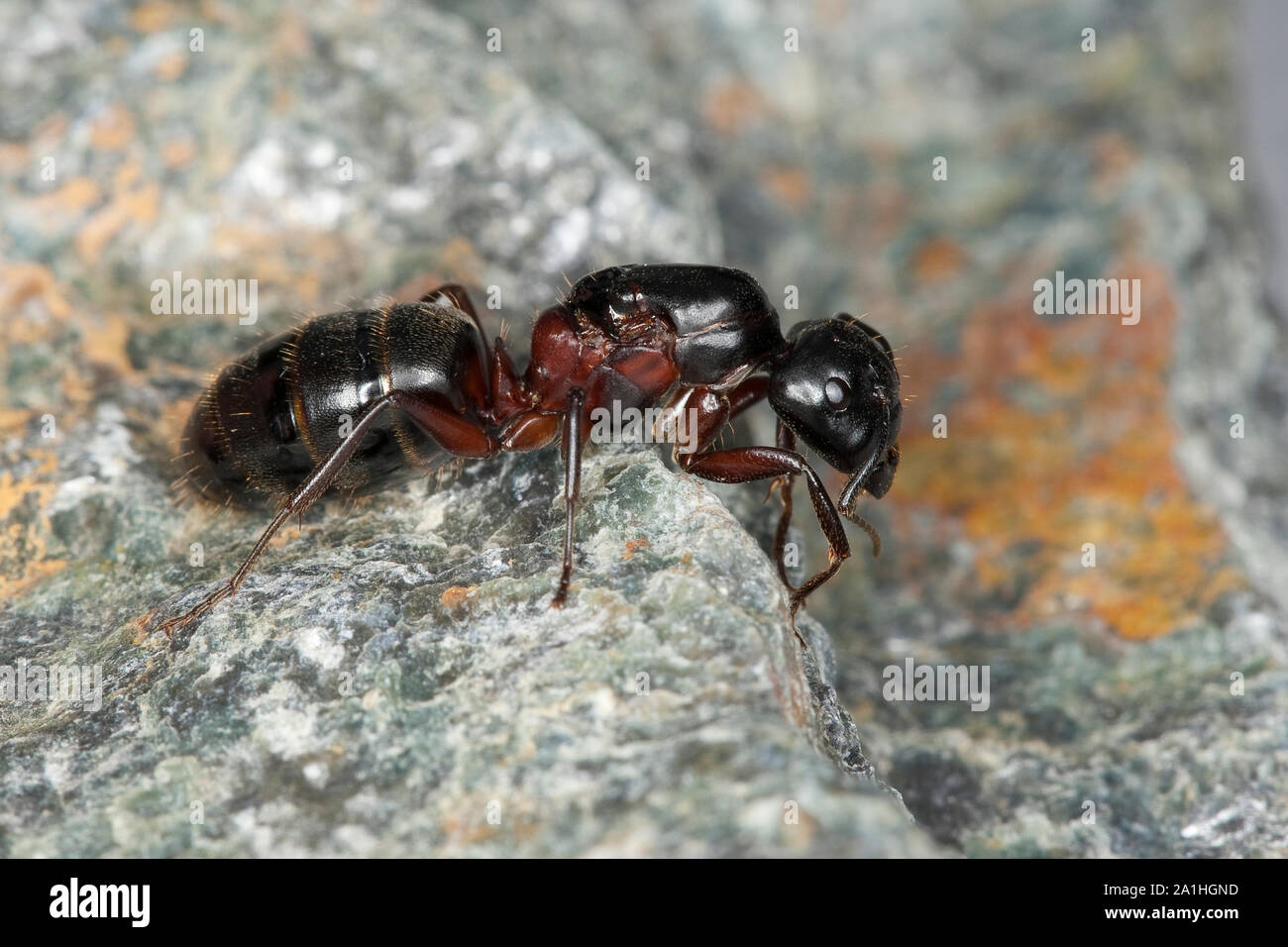 Braunschwarze Rossameise, Riesenameise, Holzzerstörende Rossameise, Königin, Ross-Ameise, Riesen-Ameise, Roßameise, Camponotus ligniperdus, Camponotus Foto Stock