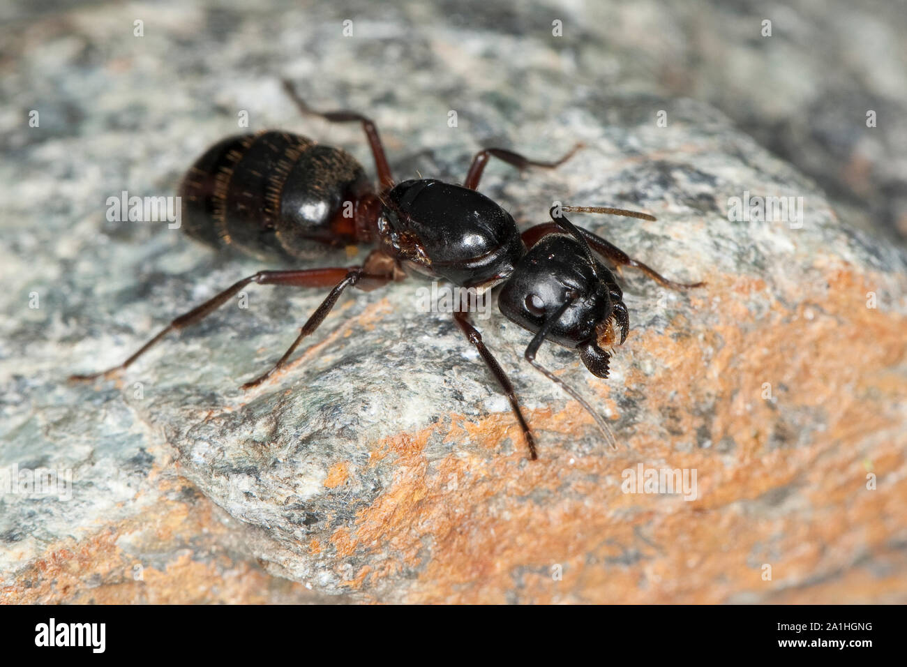 Braunschwarze Rossameise, Riesenameise, Holzzerstörende Rossameise, Königin, Ross-Ameise, Riesen-Ameise, Roßameise, Camponotus ligniperdus, Camponotus Foto Stock