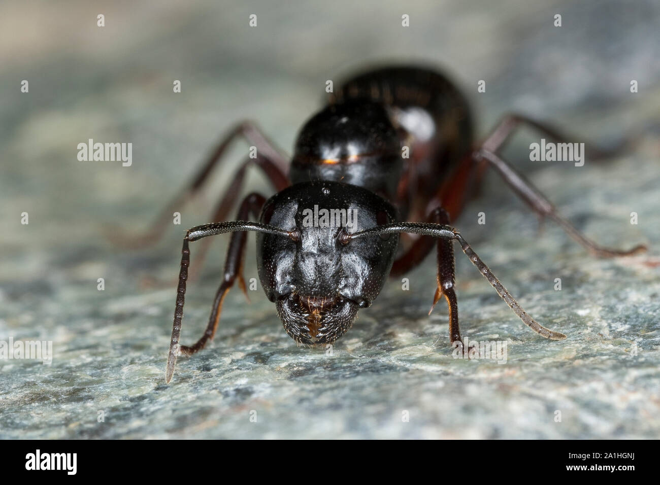 Braunschwarze Rossameise, Riesenameise, Holzzerstörende Rossameise, Königin, Ross-Ameise, Riesen-Ameise, Roßameise, Camponotus ligniperdus, Camponotus Foto Stock