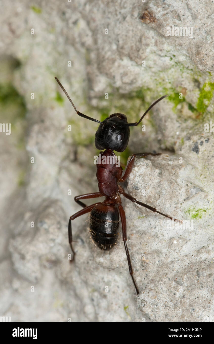 Braunschwarze Rossameise, Riesenameise, Holzzerstörende Rossameise, Ross-Ameise, Riesen-Ameise, Roßameise, Camponotus ligniperdus, Camponotus ligniper Foto Stock
