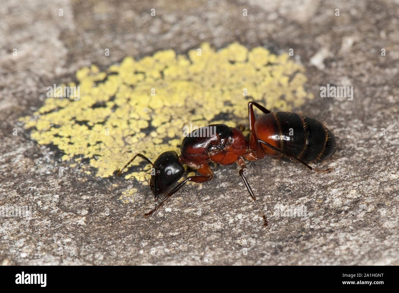 Braunschwarze Rossameise, Königin, Riesenameise, Holzzerstörende Rossameise, Ross-Ameise, Riesen-Ameise, Roßameise, Camponotus ligniperdus, Camponotus Foto Stock