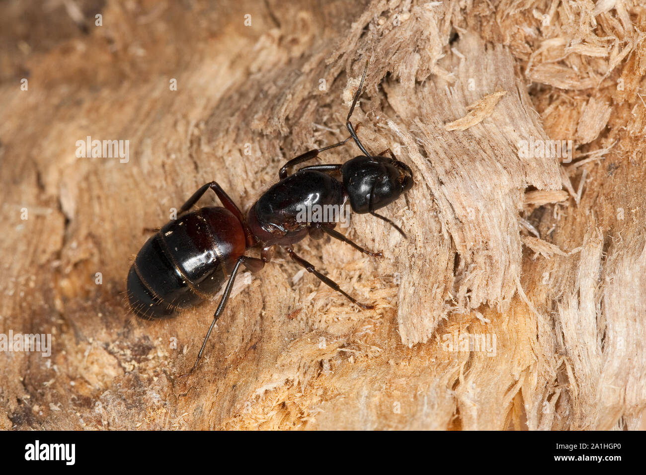 Braunschwarze Rossameise, Riesenameise, Holzzerstörende Rossameise, Königin, Ross-Ameise, Riesen-Ameise, Roßameise, Camponotus ligniperdus, Camponotus Foto Stock