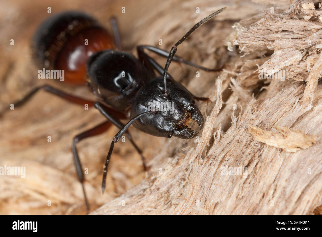 Braunschwarze Rossameise, frisst mit ihren kräftigen Mandibeln un morschem Holz, Ritratto, Porträt, Riesenameise, Holzzerstörende Rossameise, Königin, Foto Stock