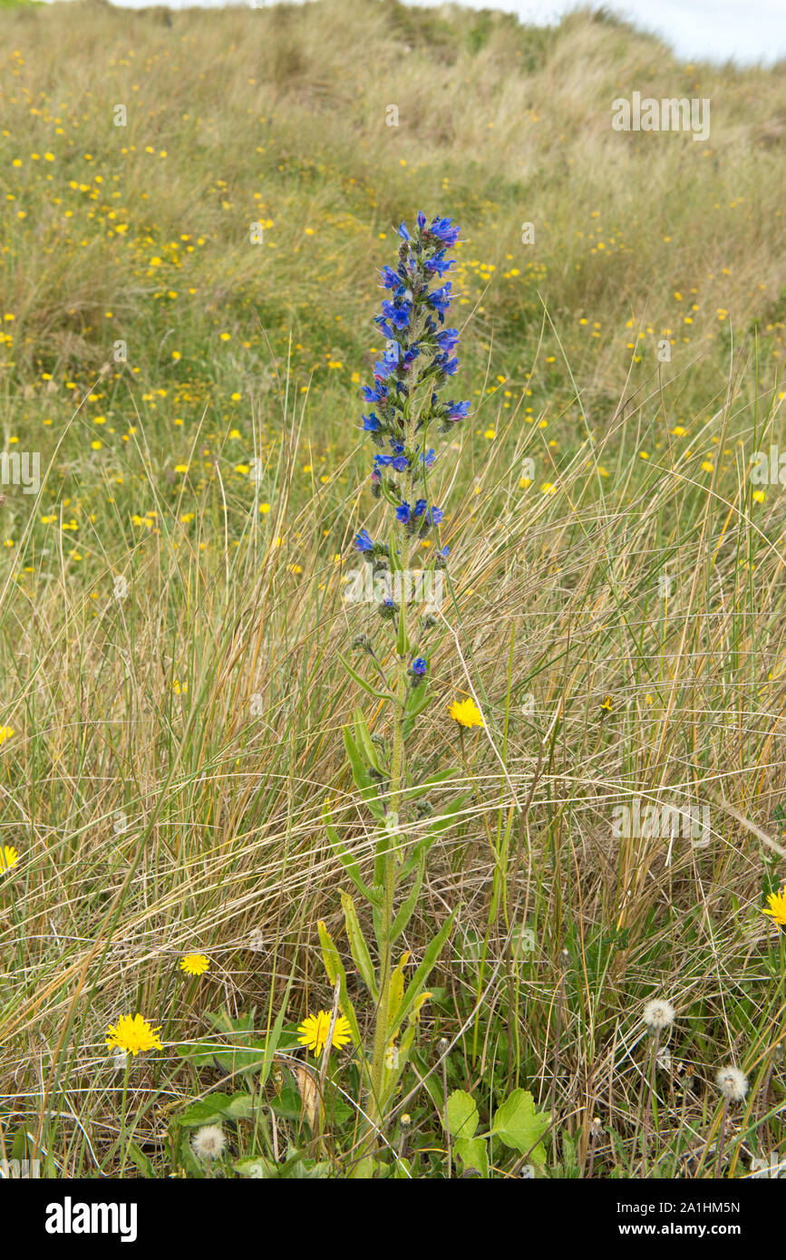 Fiori Selvatici in dune costiere. Bamburgh, Northumberland, Inghilterra Foto Stock