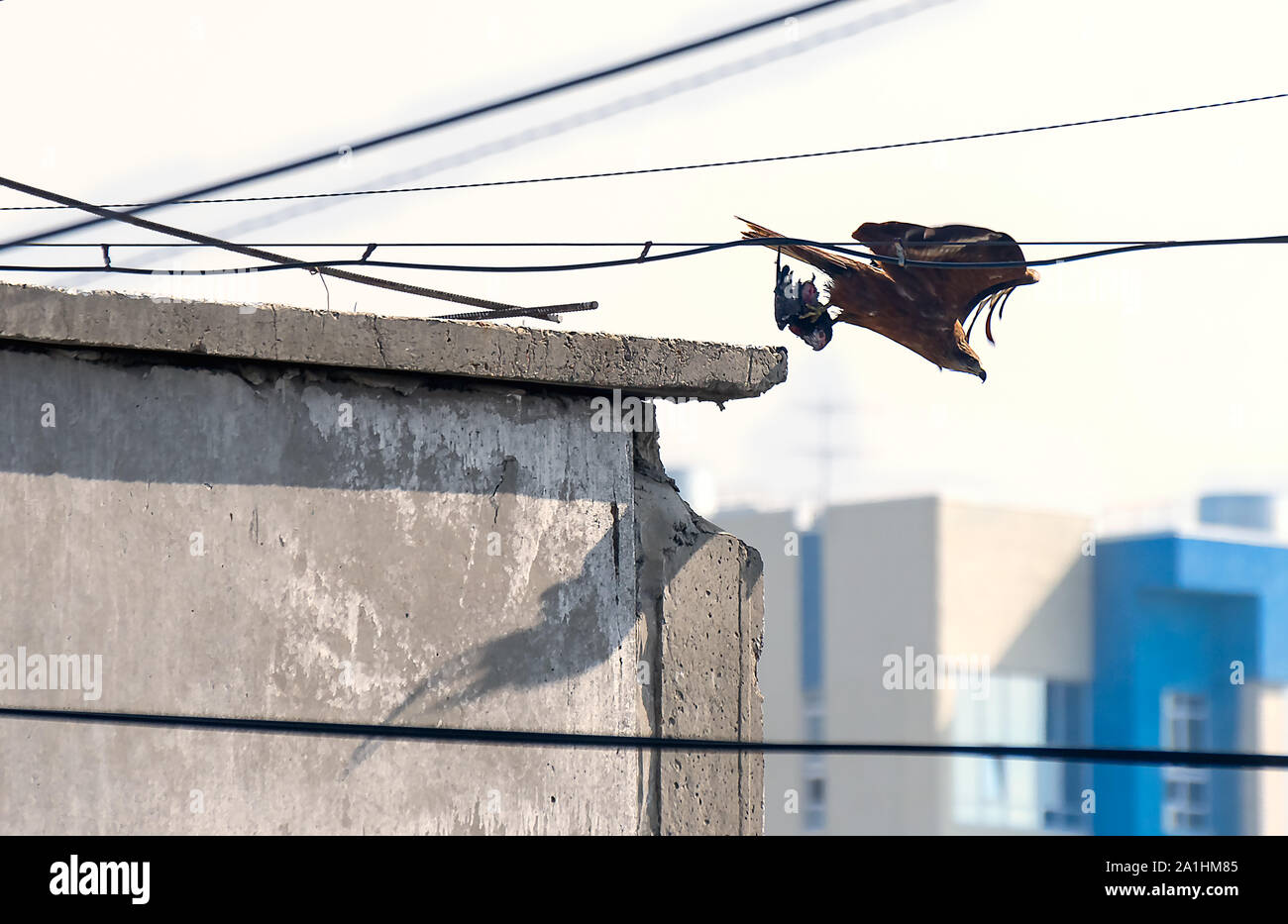 Nibbio bruno (Milvus migrans) prendendo il largo dal calcestruzzo tetto di un edificio cittadino con un piccione in la griffe. Fauna urbana, Predator concetto. Foto Stock