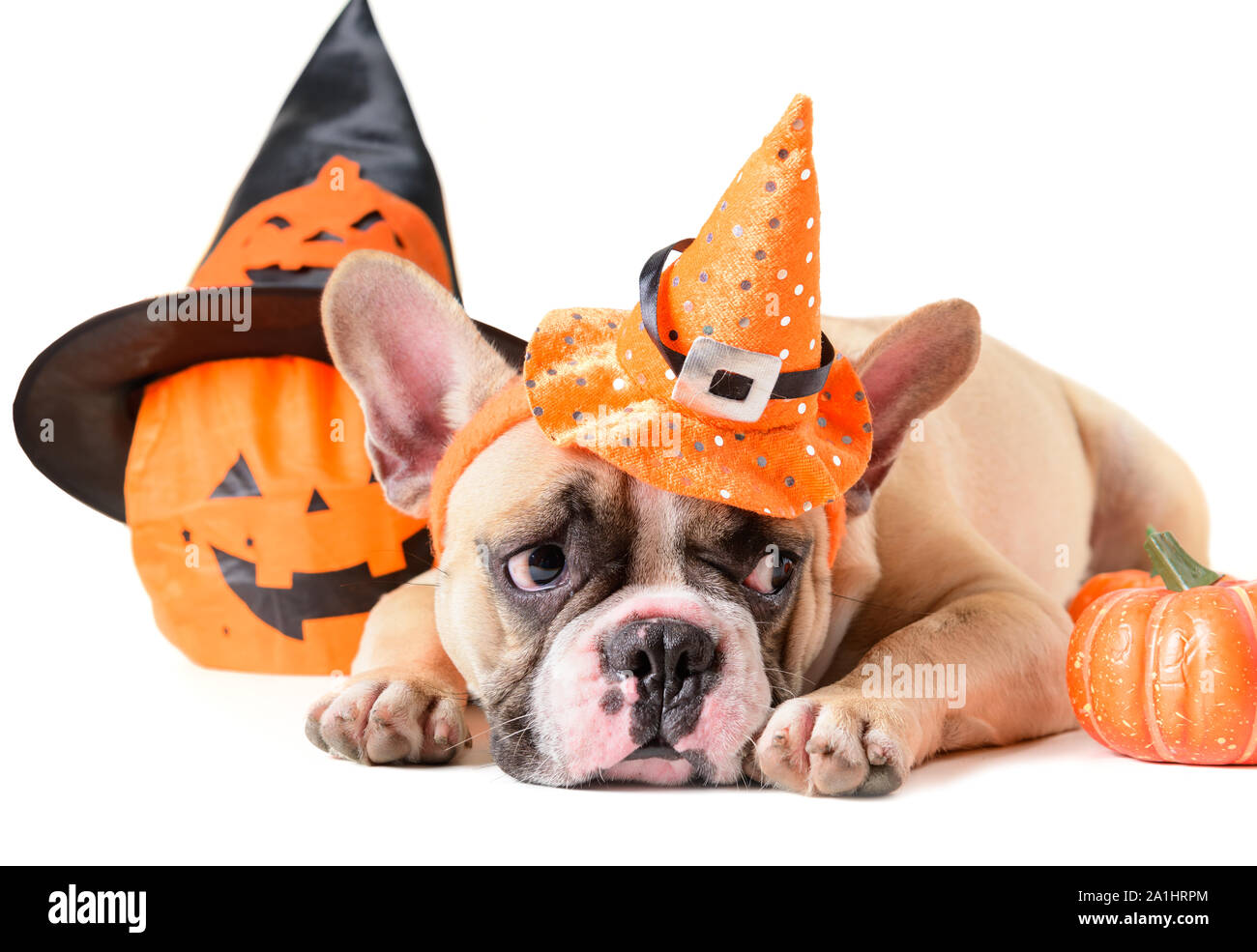 Ritratto di bulldog francese con il cappello di halloween e sentire paura isolati su sfondo bianco, halloween giorno concept Foto Stock