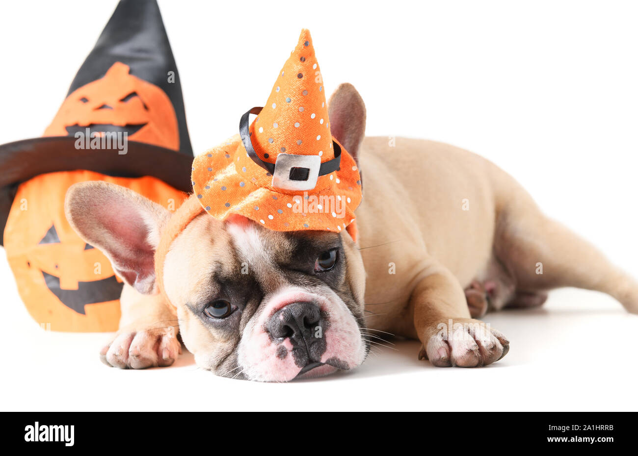 Ritratto di bulldog francese con hat halloween isolati su sfondo bianco, halloween giorno concept Foto Stock