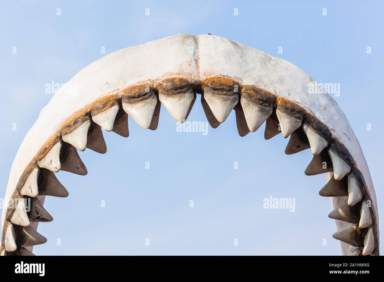 Grande squalo bianco denti struttura modello all'aperto closeup ganasce statua. Foto Stock