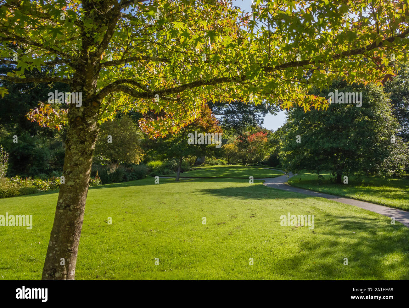 Rosemore RHS Garden, campo di arbusti e alberi, Devon, Inghilterra, Regno Unito. Foto Stock