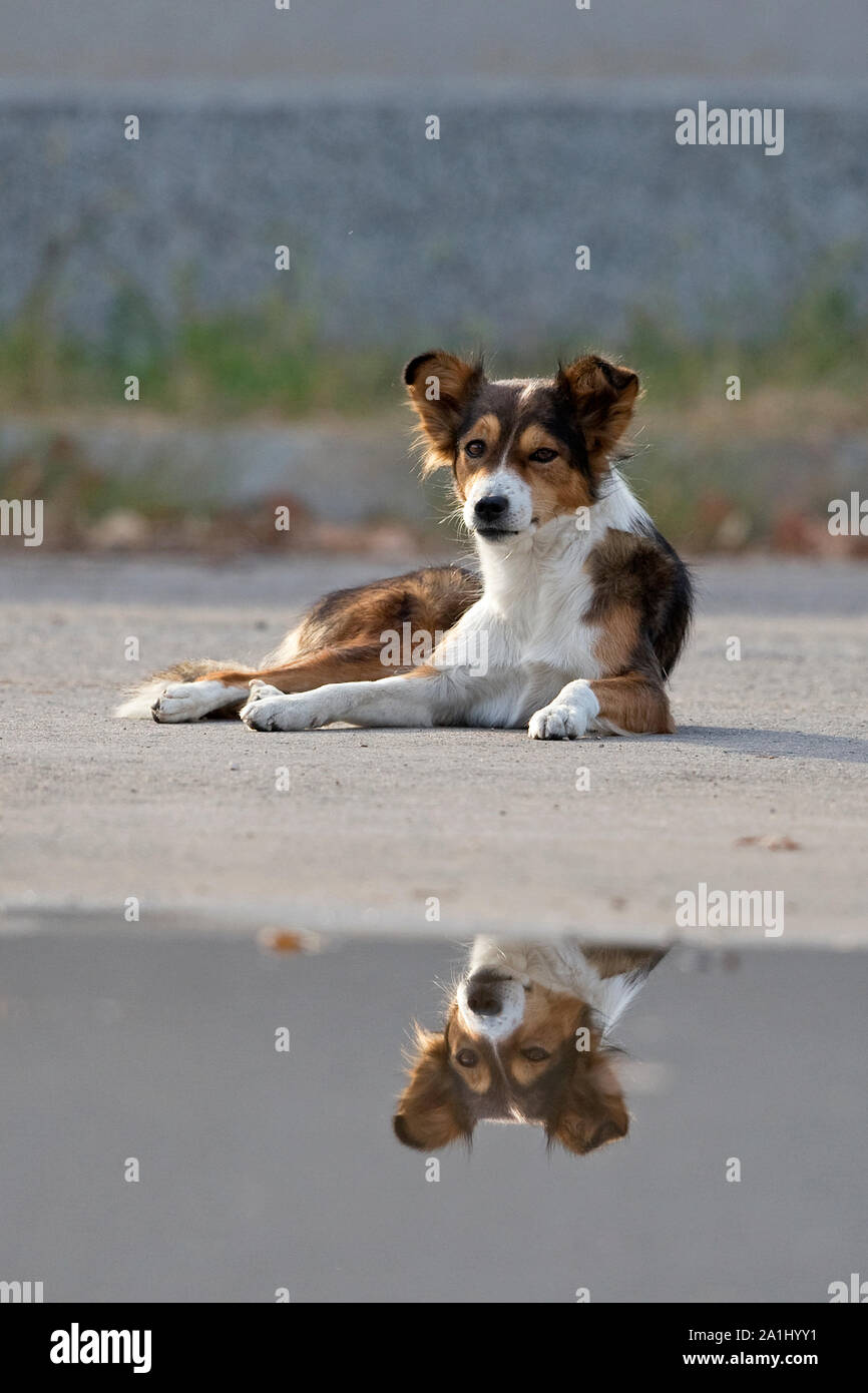 Cane (Canis lupus familiaris) Foto Stock