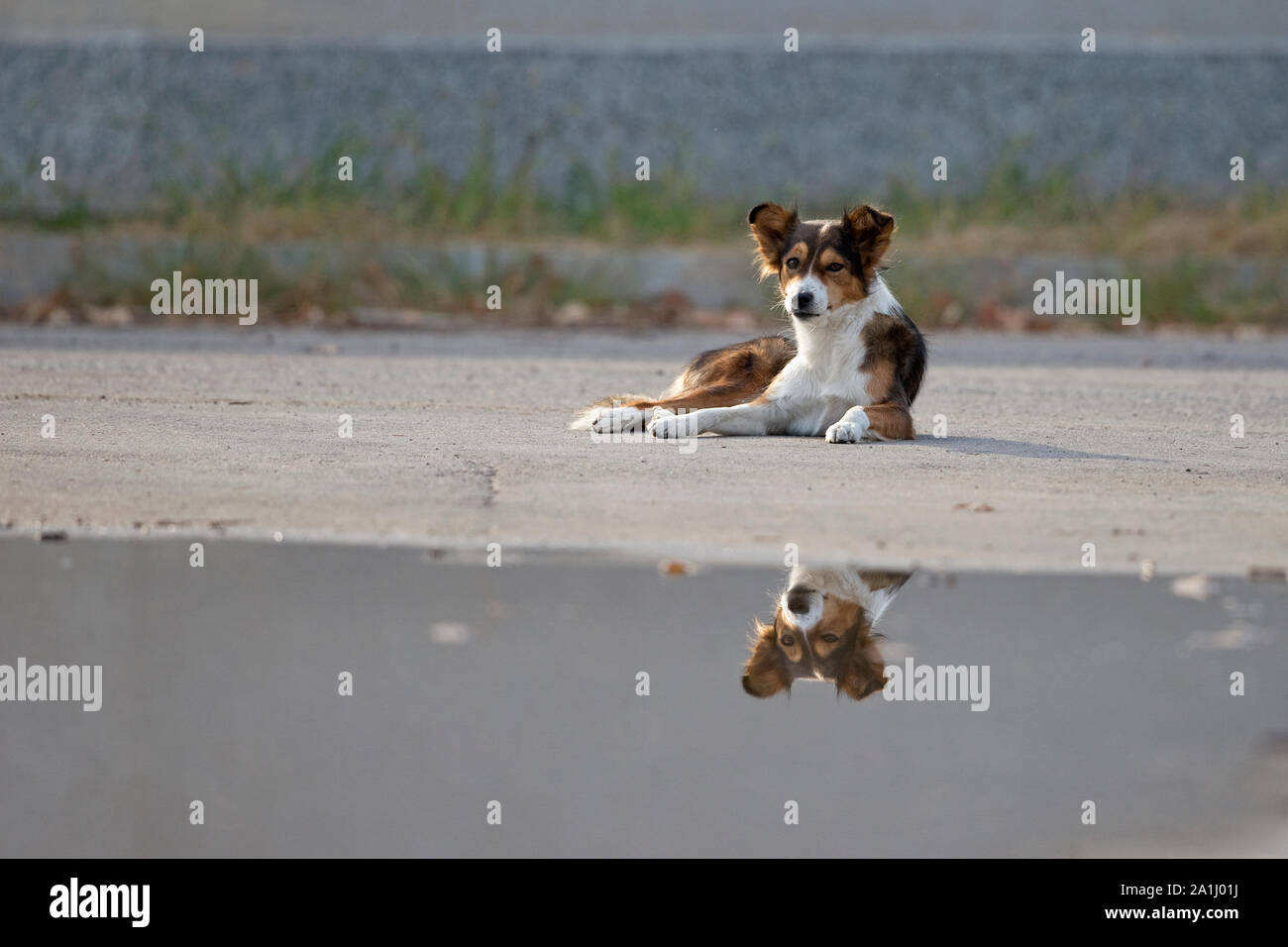 Cane (Canis lupus familiaris) Foto Stock