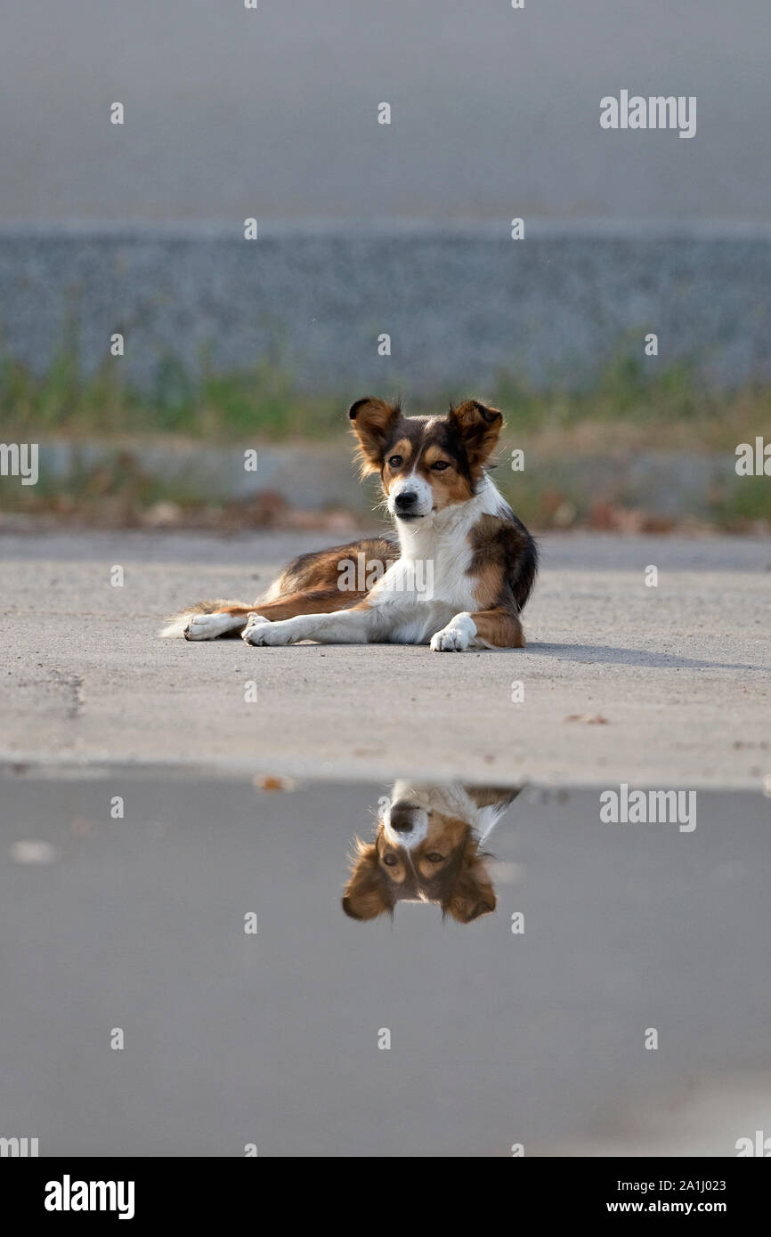 Cane (Canis lupus familiaris) Foto Stock