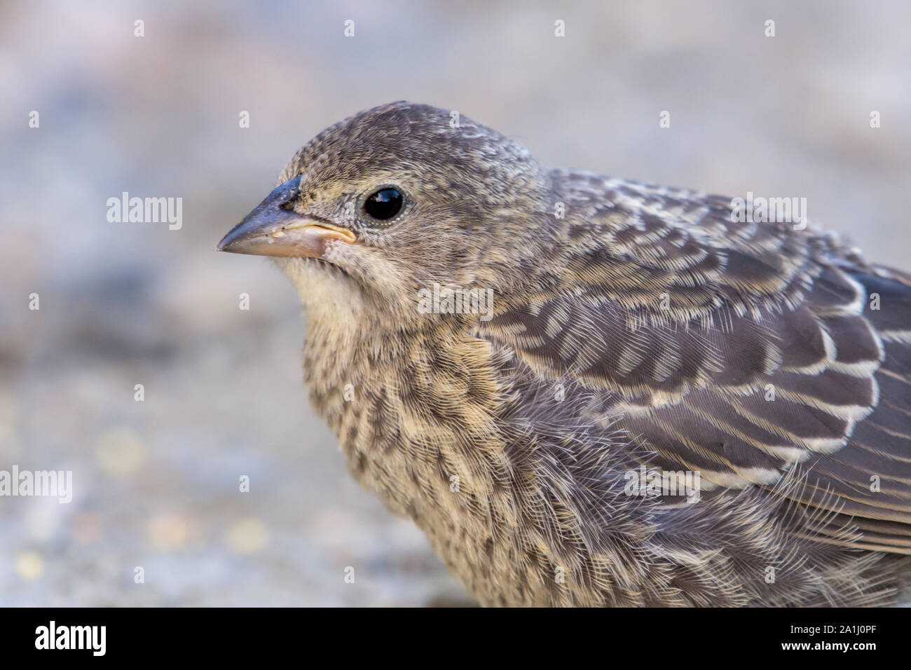 Una femmina marrone-guidato cowbird (Molothrus ater) close up. Foto Stock