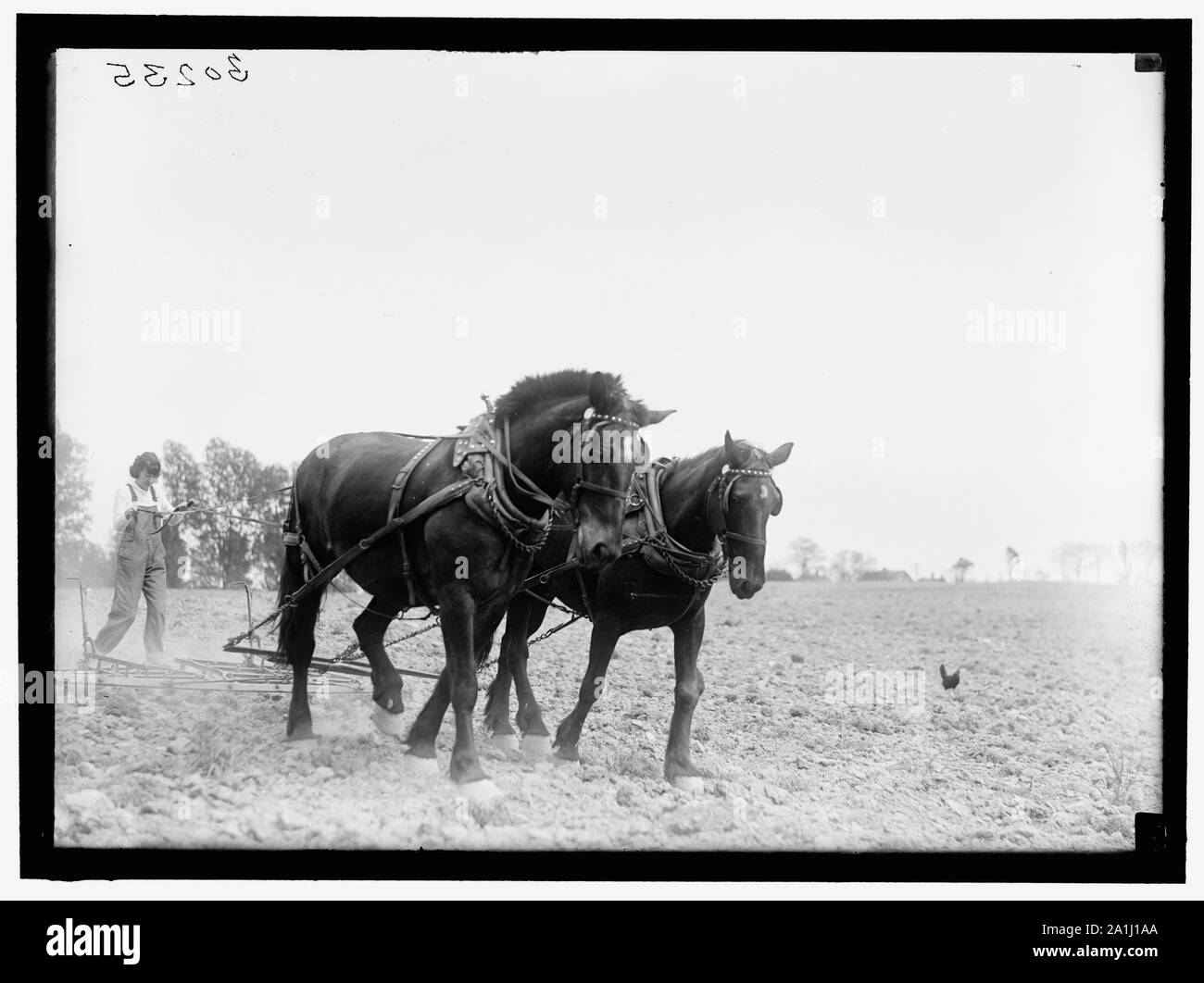 Emergenza NAZIONALE GIARDINI DI GUERRA COM. FARMERETTES Foto Stock