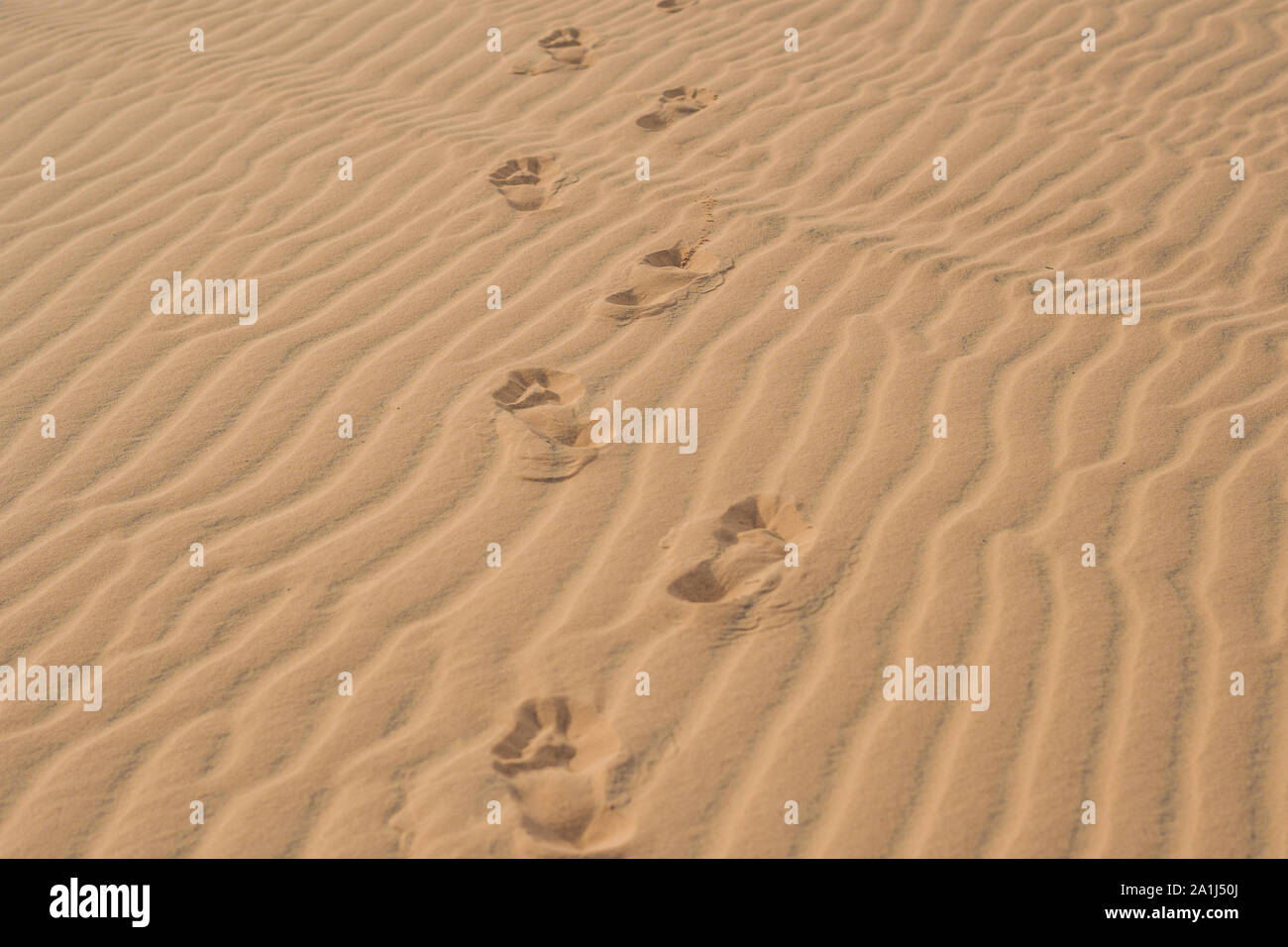 Orme nel deserto o sulla spiaggia di sabbia. Foto Stock