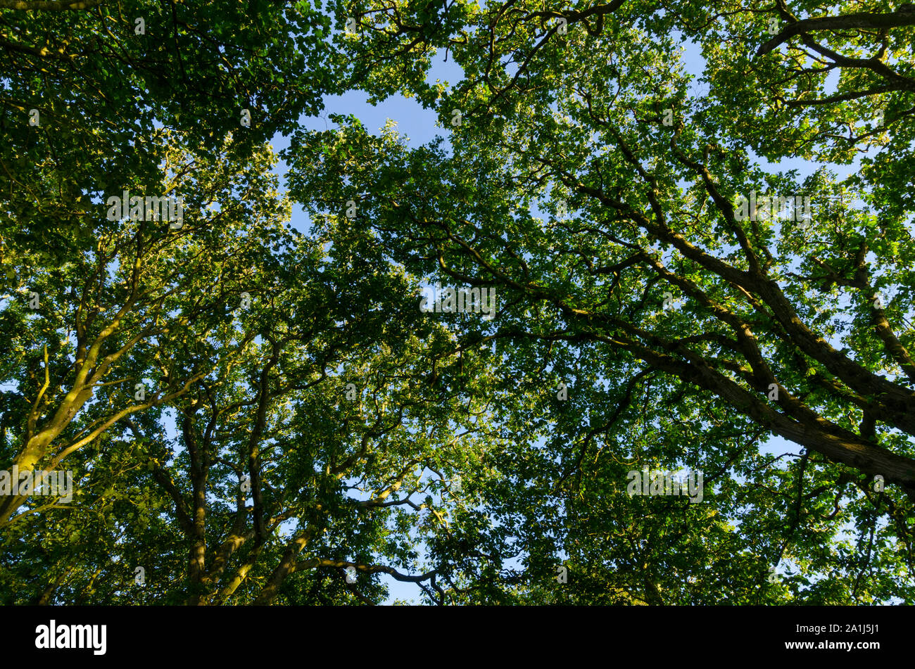 Bosco scene in Dumfries and Galloway Scotland Regno Unito Foto Stock
