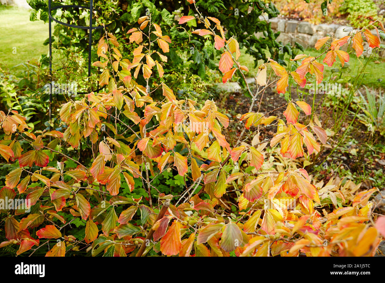 Colori d'autunno lascia su di una strega Hazel,in un giardino. Foto Stock