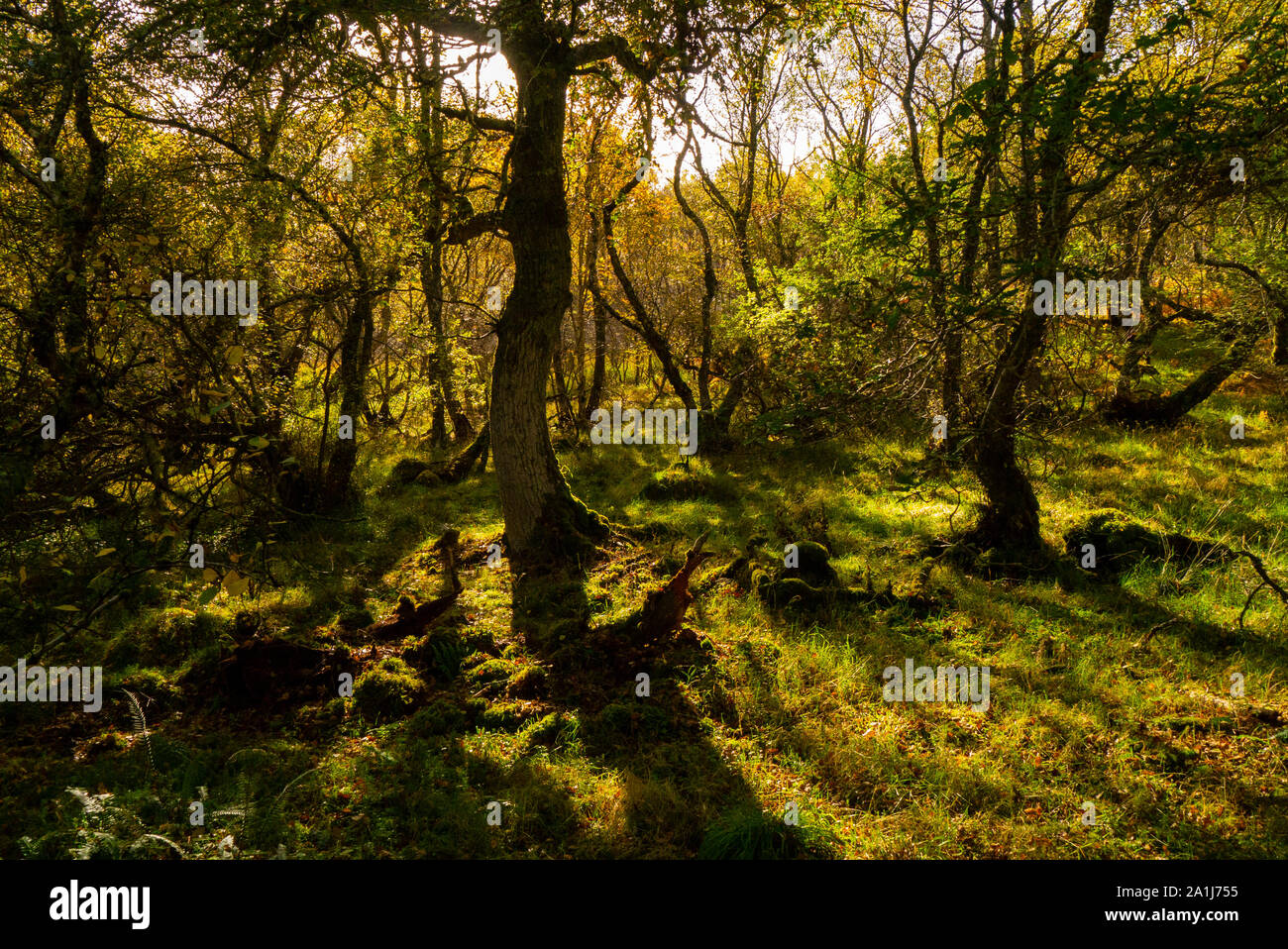 Forest scenic in Sutherland Scotland Regno Unito Foto Stock