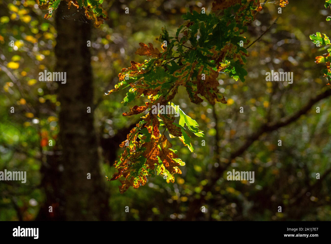 Close-up di foglie di quercia in autunno in una foresta nelle Highlands scozzesi di Sutherland Scotland Regno Unito Foto Stock