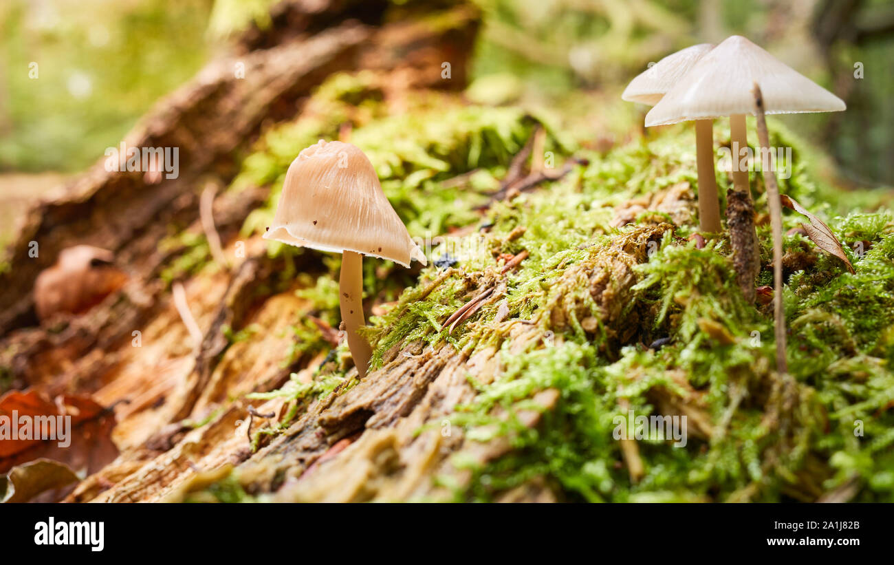 Forest Floor con funghi in autunno, il fuoco selettivo. Foto Stock