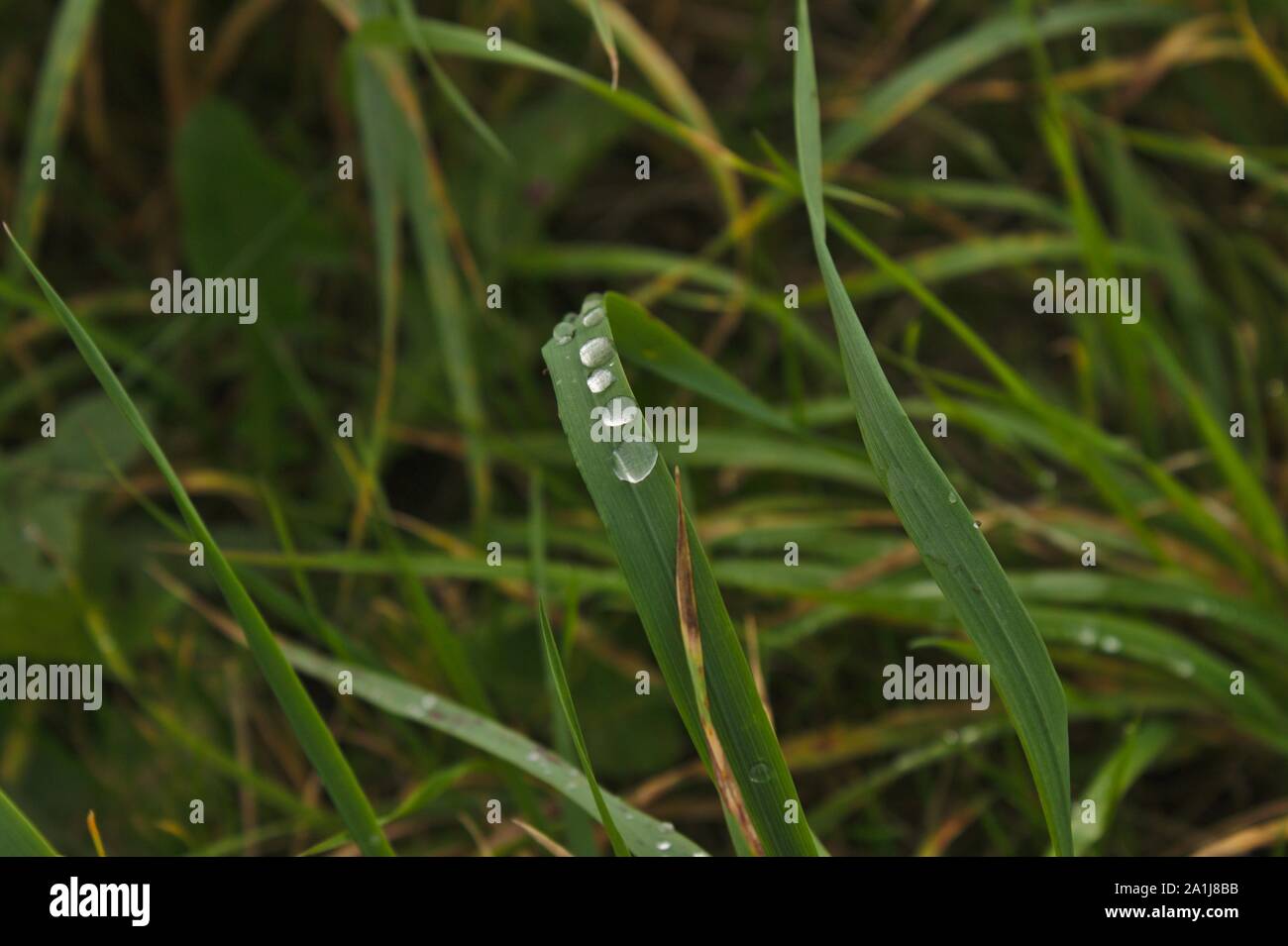 Un erba verde foglia è visibile con poche gocce di acqua su di esso. Lo sfondo mostra un paio di più fogli con goccioline. Foto Stock
