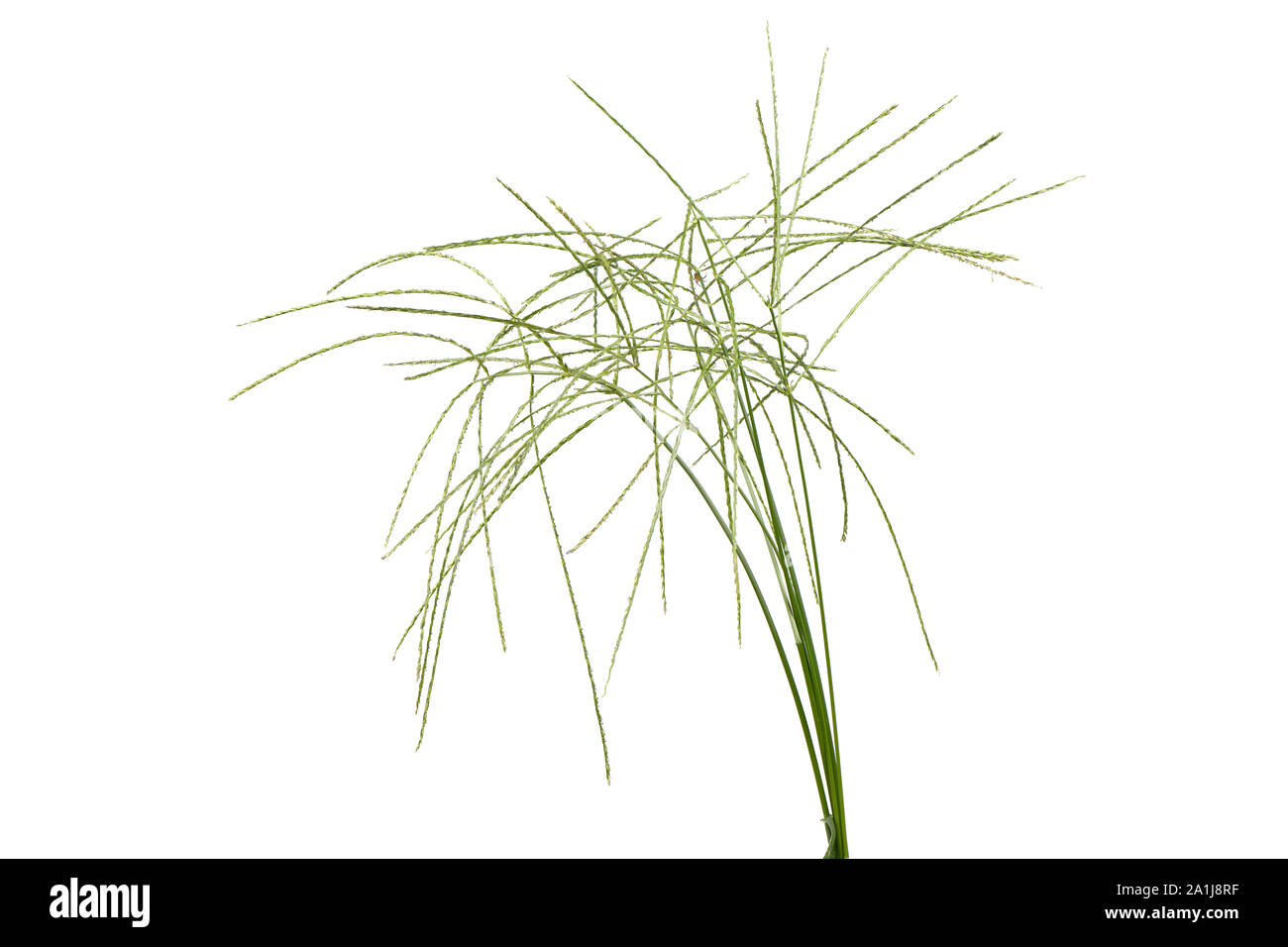 Digitaria sanguinalis isolato su bianco. Ci sono molti altri nomi per D. eriantha, come dito comune erba, crabgrass peloso, granchio dito erba, Foto Stock