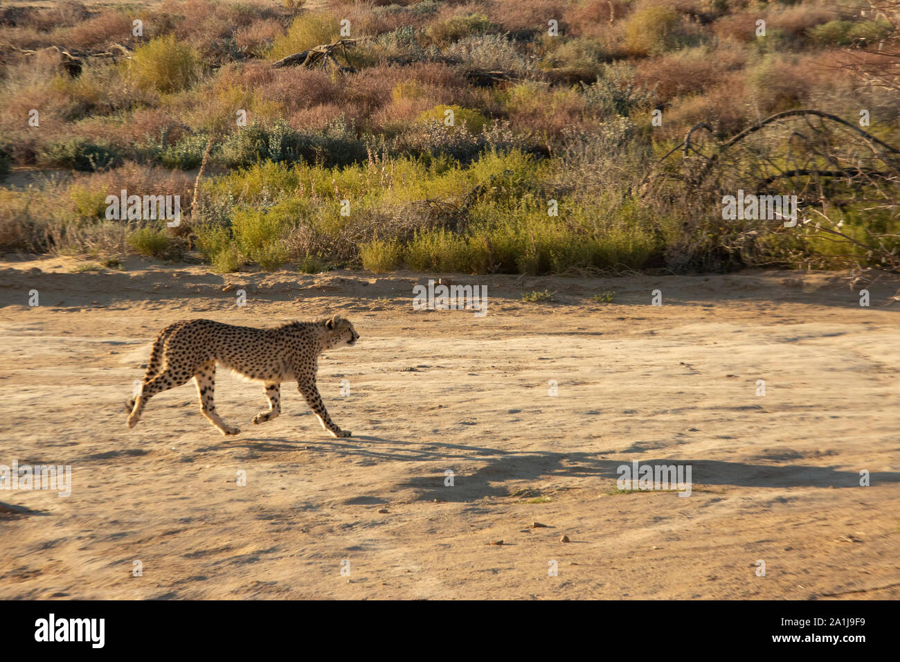 Cheetah camminando sulla strada nel parco selvatico in Sud Africa Foto Stock