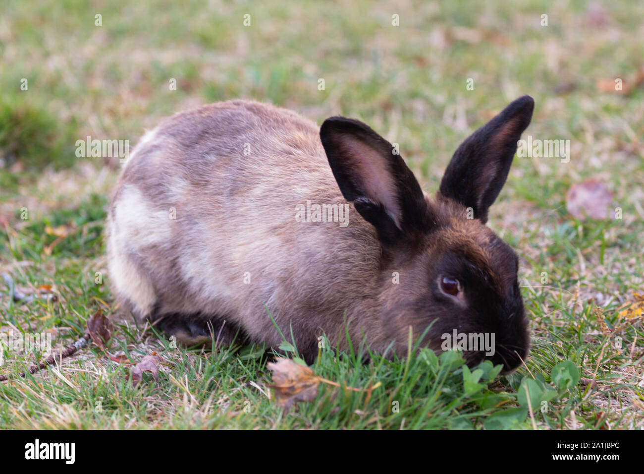 Profilo laterale closeup di un nero e marrone coniglio selvatico mangiare clover su un campo erboso di prima mattina in tarda estate. Foto Stock