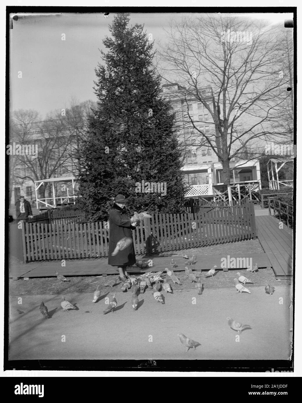 Nazione albero di Natale pronto per essere acceso. Washington D.C., dic. 22. La nazione della comunità di albero di Natale di fronte alla Casa Bianca a Lafayette Square, è ora in preparazione per il presidente Roosevelt per spingere l'interruttore alla vigilia di Natale per impostare si accese con gayly luci colorate. Miss Marmo Bianco è mostrato di alimentazione dei piccioni prima l'albero oggi, 12/22/38 Foto Stock