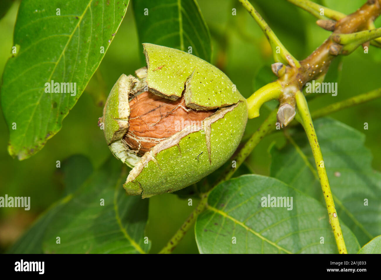 Noce maturi in una struttura ad albero Foto Stock