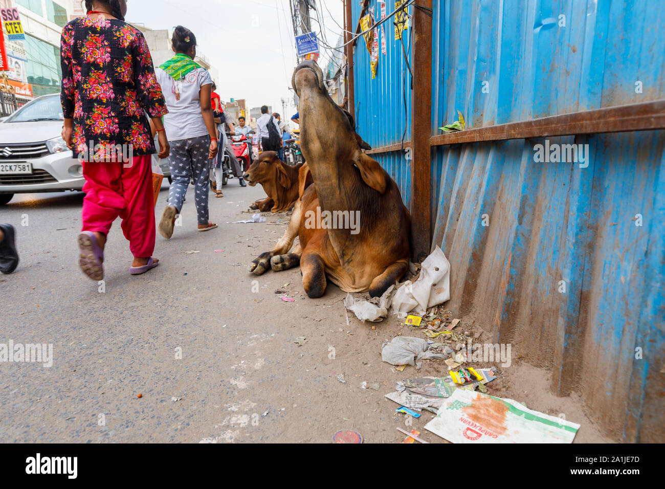 Scena di strada con tipici vacche sacre che giace sul ciglio della strada nel quartiere Mahipalpur, un sobborgo vicino all'Aeroporto di Delhi a Nuova Delhi, capitale dell'India Foto Stock