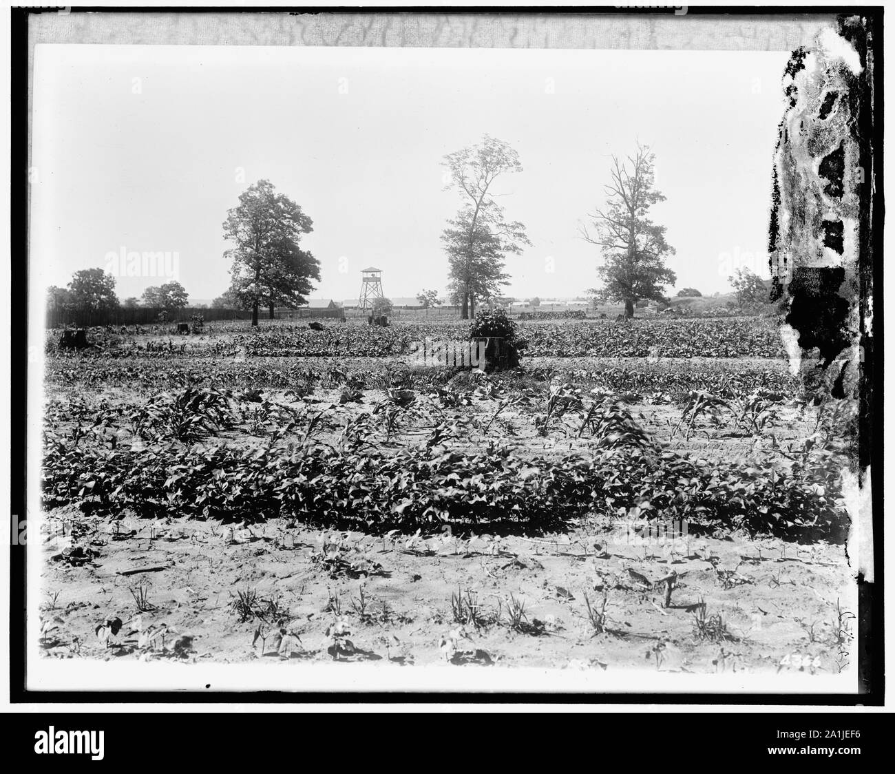 Emergenza nazionale giardino alimentare Foto Stock