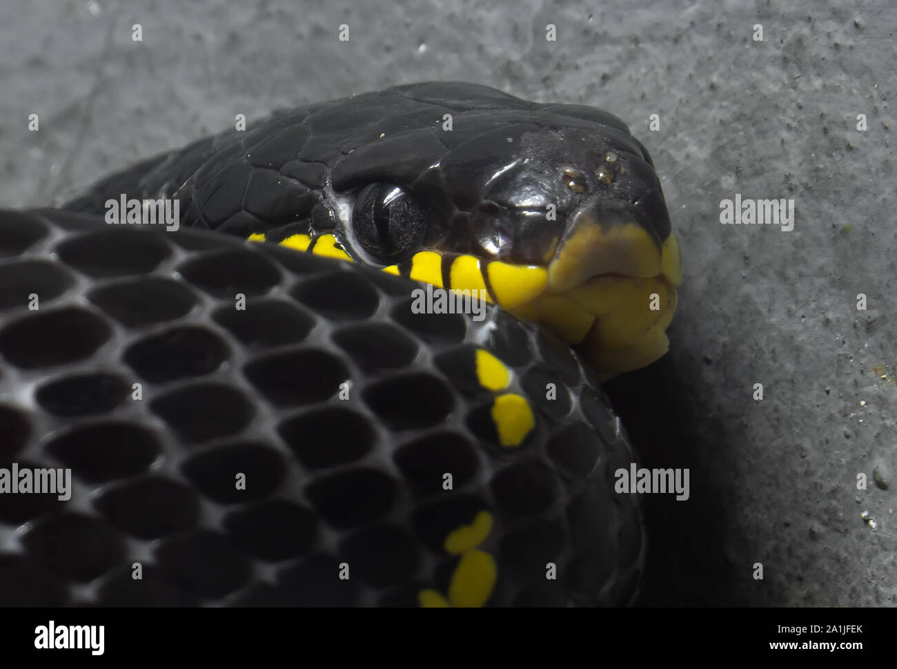 Closeup Mangrove Snake o oro inanellato Cat Snake avvolto sul terreno, il Fuoco selettivo Foto Stock