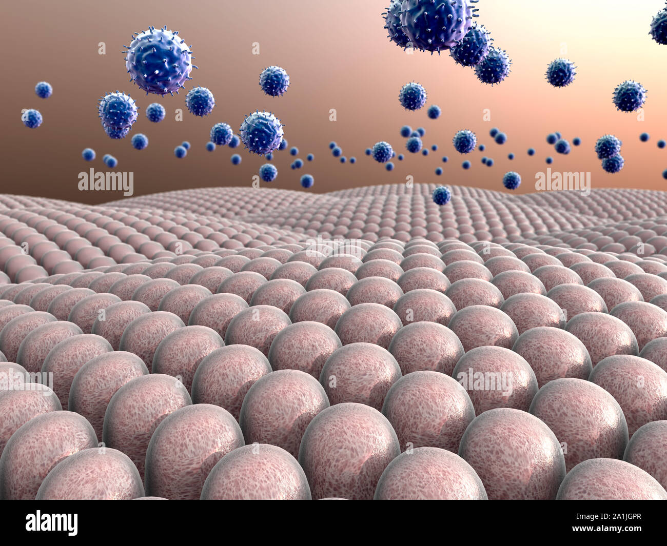 Campo di cellule, virus attaccano le cellule, azione del sistema immunitario umano Foto Stock