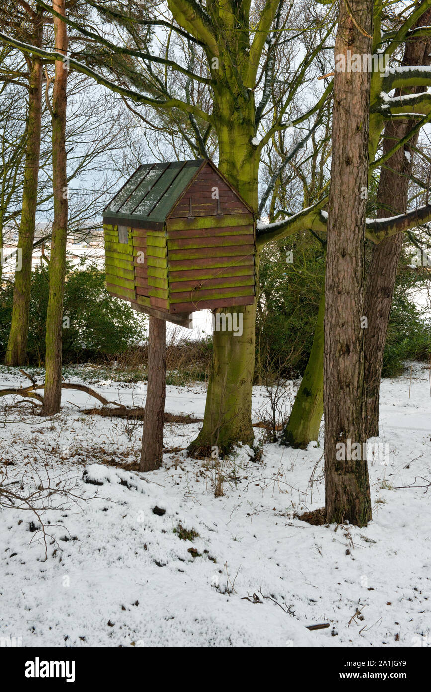 Vecchio e weathered tree house nel bosco. East Lothian, Scozia Foto Stock