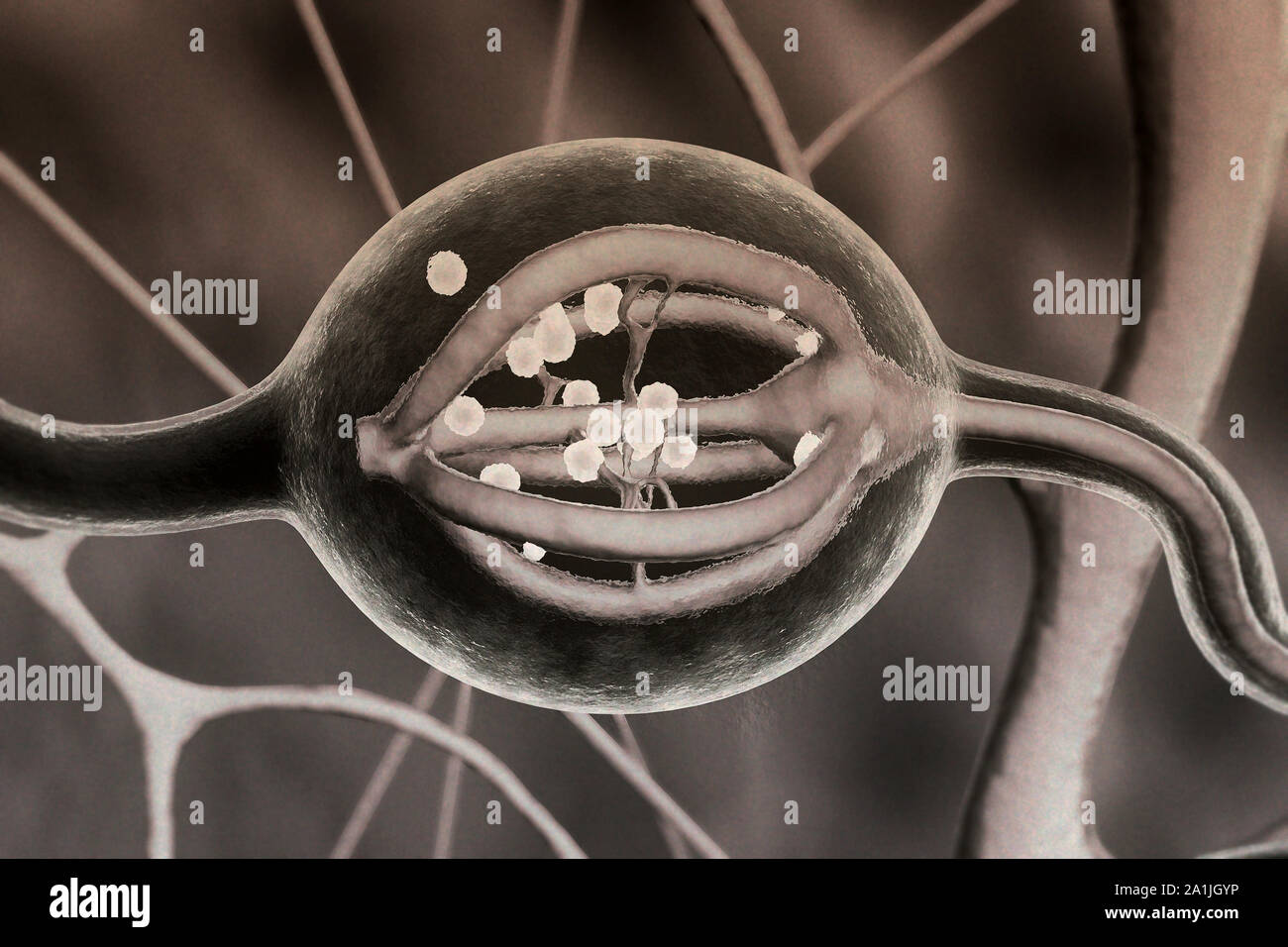 Premistoppa produce gli ormoni, umani organo interno, ghiandola surrenale produce adrenalina Foto Stock