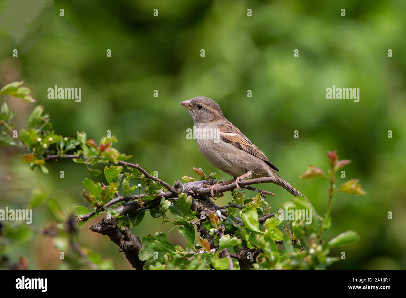 Femmina di casa passero Passer domesticus appollaiate su una boccola di biancospino con un Verde come sfondo diffuso in un giardino inglese Foto Stock