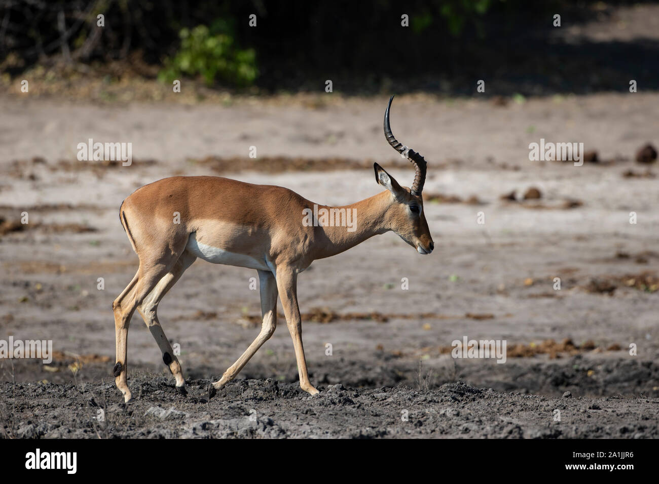 Voce maschile Impala Aepyceros melampus camminare lungo le rive del fiume Chobe in Botswana, Africa Foto Stock
