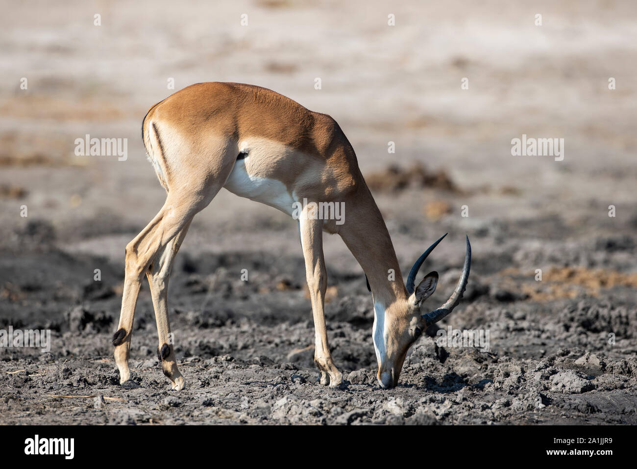 Voce maschile Impala Aepyceros melampus pascolare sulle rive del fiume Chobe in Botswana, Africa Foto Stock