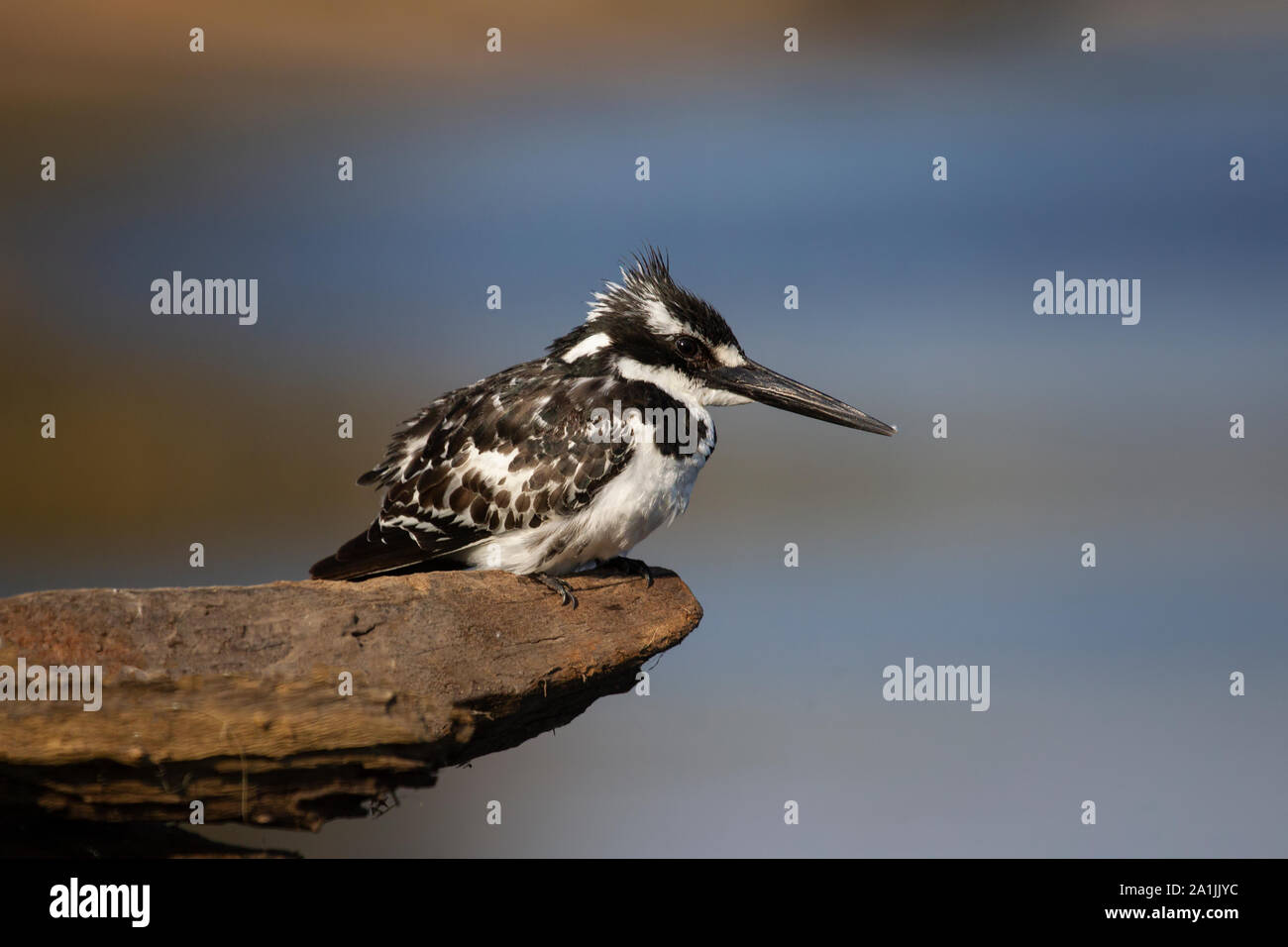 Pied Kingfisher Ceryle rudis in stretta fino profilo seduto su un vecchio ramo di legno lungo il fiume Chobe in Botswana Foto Stock