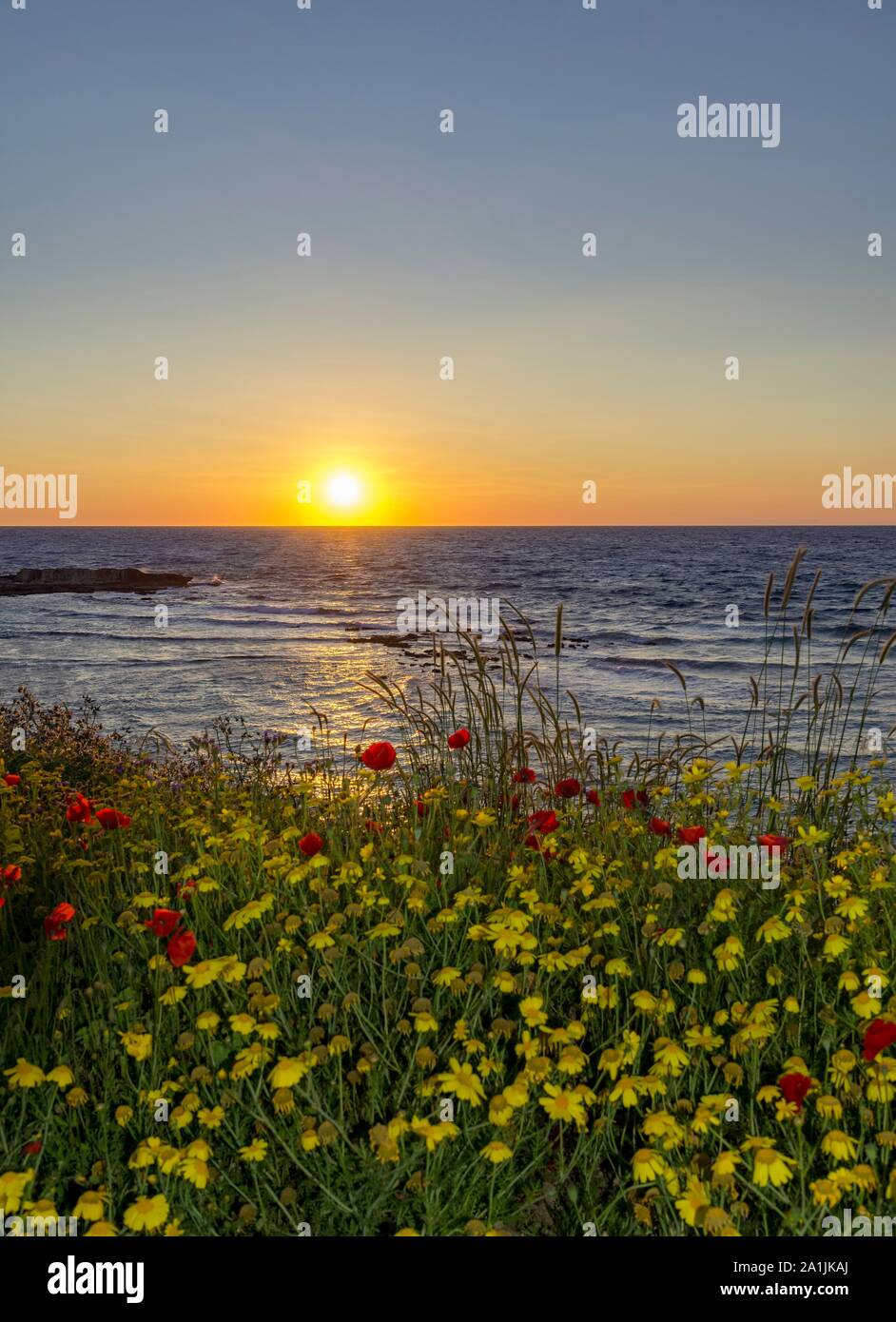 Prato di Fiori al tramonto, oasi, Dipkarpaz Penisola, Famagosta, Repubblica Turca di Cipro del Nord di Cipro Foto Stock