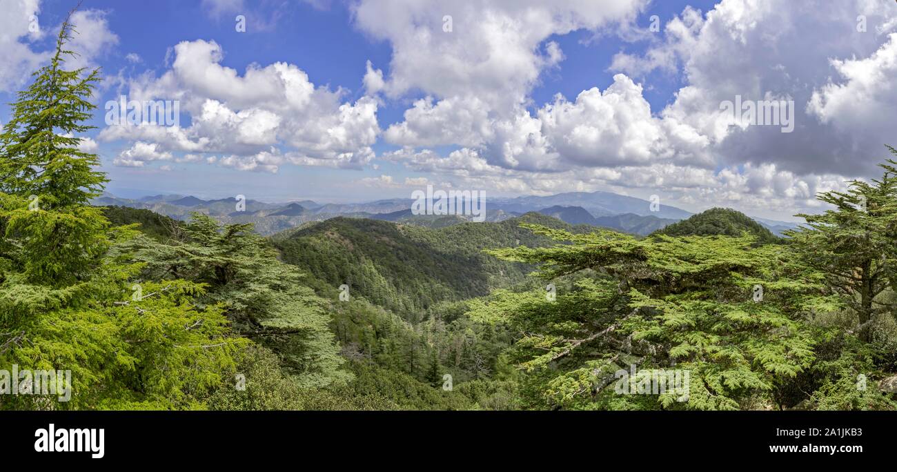 Cipro cedro (Cedrus brevifolia), vista dal picco Tripylos, valle del Cedro, monti Troodos, Nicosia, Repubblica di Cipro, Cipro Foto Stock