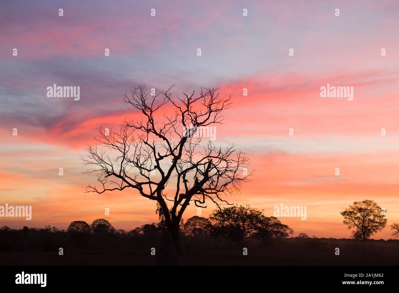 Silhouette di struttura ad albero al tramonto, Pantanal, Brasile Foto Stock