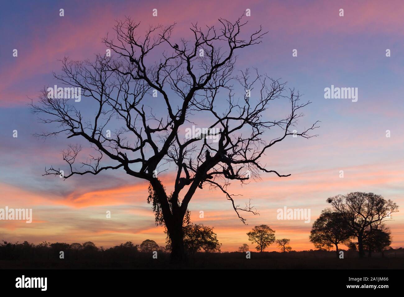 Silhouette di struttura ad albero al tramonto, Pantanal, Brasile Foto Stock