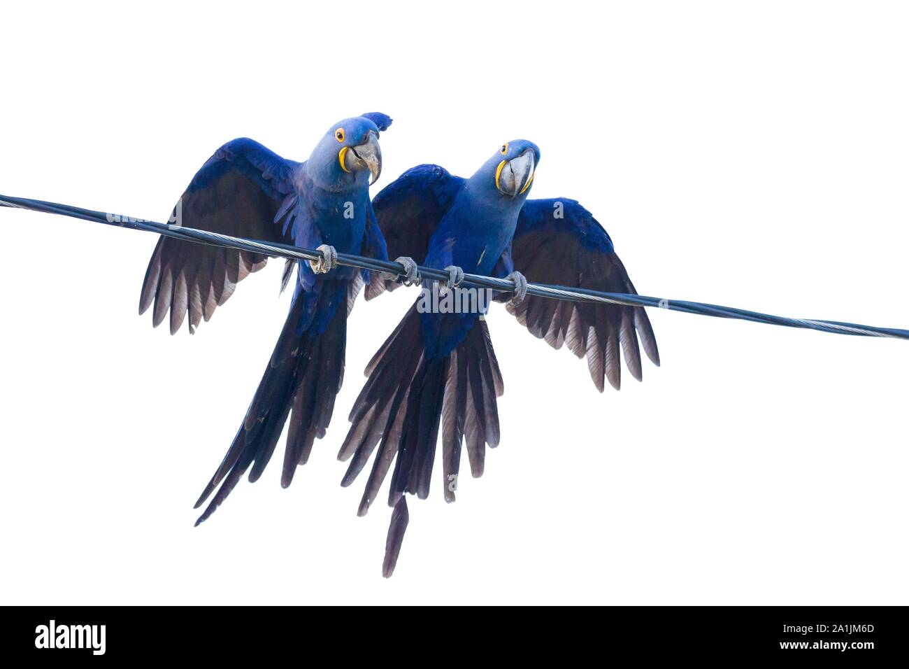 Giacinto macaws (Anodorhynchus hyacinthinus), seduto sulla linea di alimentazione, Mato Grosso, Pantanal, Brasile Foto Stock