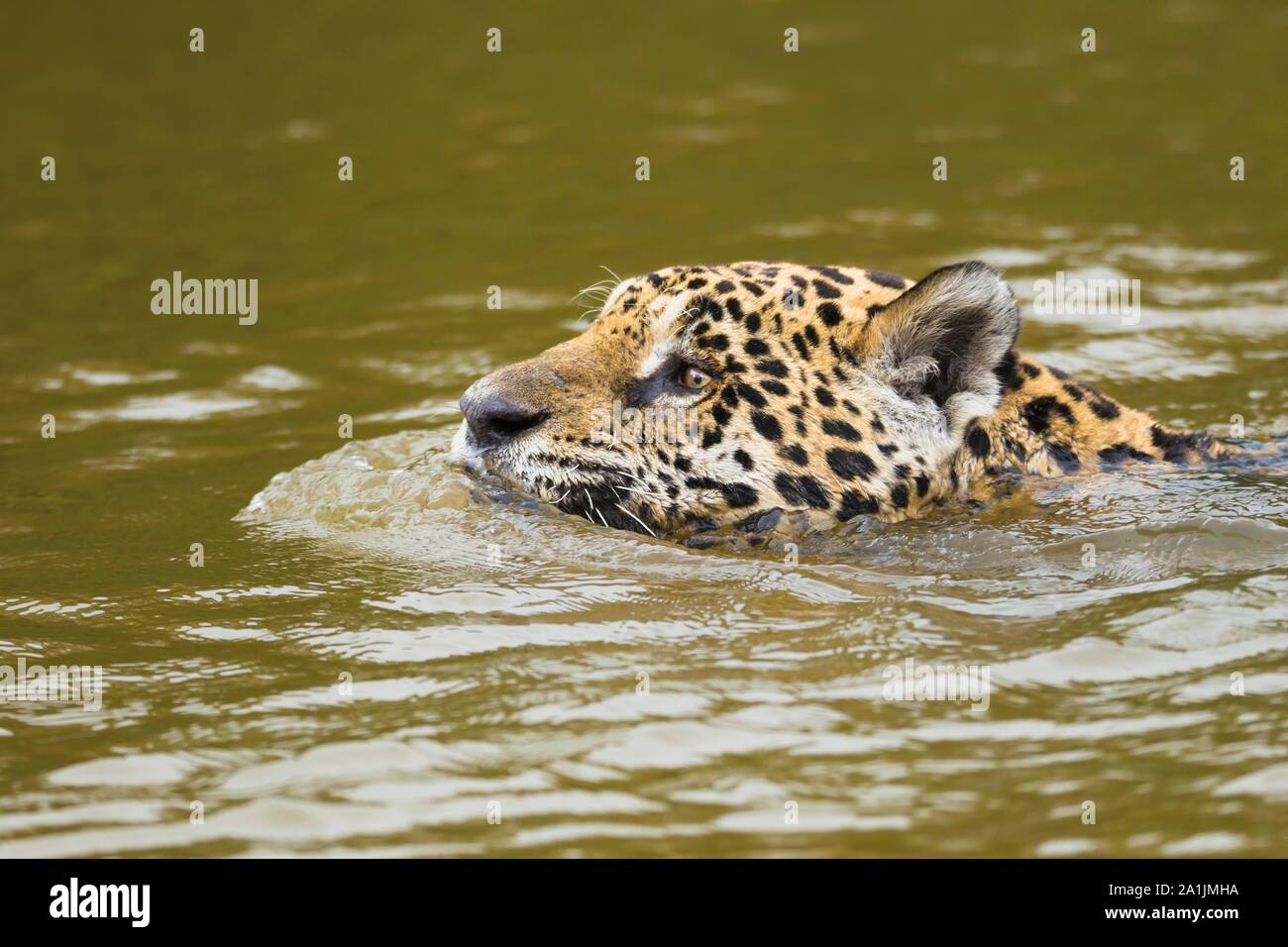 Jaguar (Panthera onca), nuotare nel fiume, Pantanal, Mato Grosso, Brasile Foto Stock