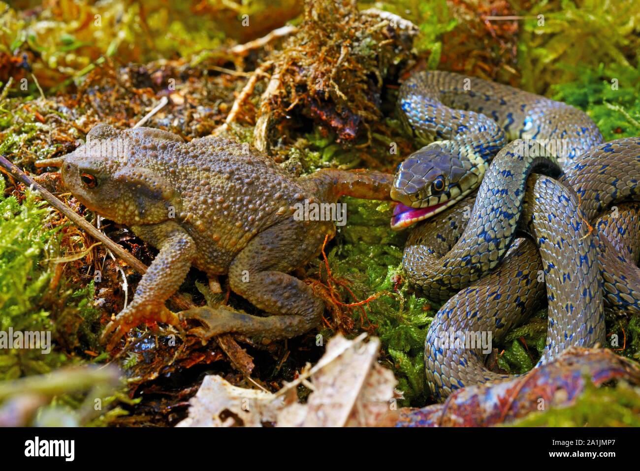 Bloccate la biscia dal collare (Natrix helvetica), mangiando un rospo, Poitou, Francia Foto Stock