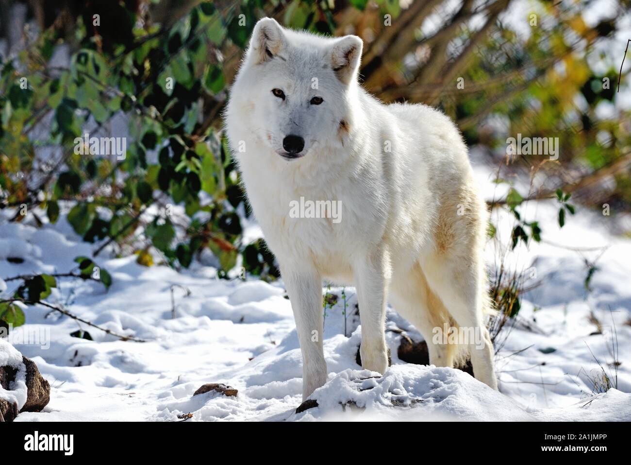 Polar lupo (Canis lupus arctos), in piedi nella neve, captive, Canada Foto Stock