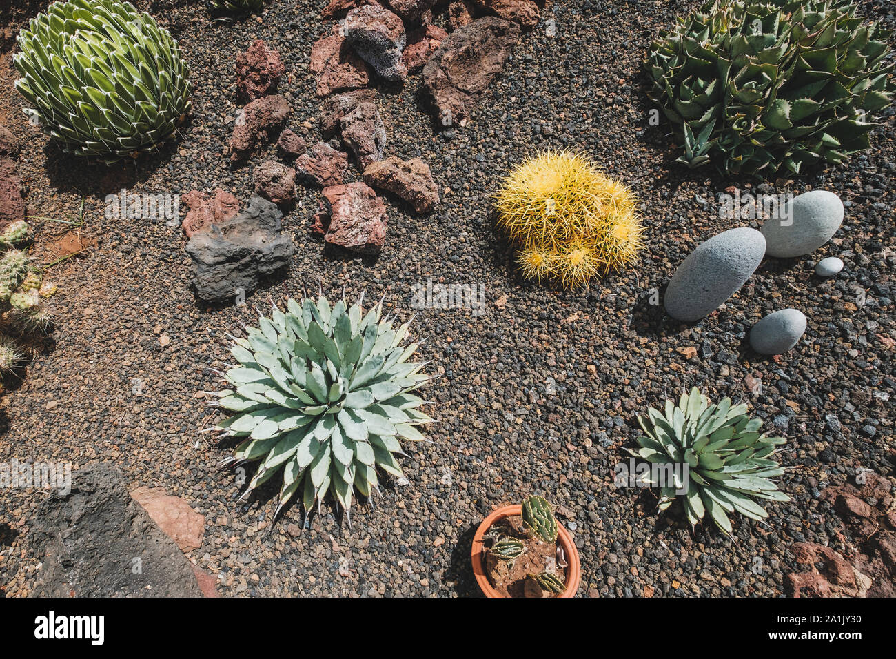 Il giardino dei cactus con vario di cactus e piante succulente Foto Stock